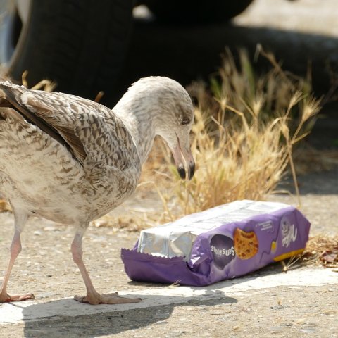 Zdjęcie: Mikroplastyki w kremach SPF: które filtry UV objęte zakazem UE