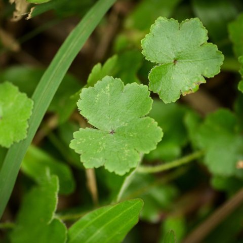 Zdjęcie: Centella asiatica w kosmetykach: uspokaja, regeneruje czy przereklamowana?