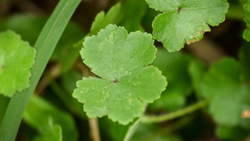Zdjęcie: Centella asiatica w kosmetykach: uspokaja, regeneruje czy przereklamowana?